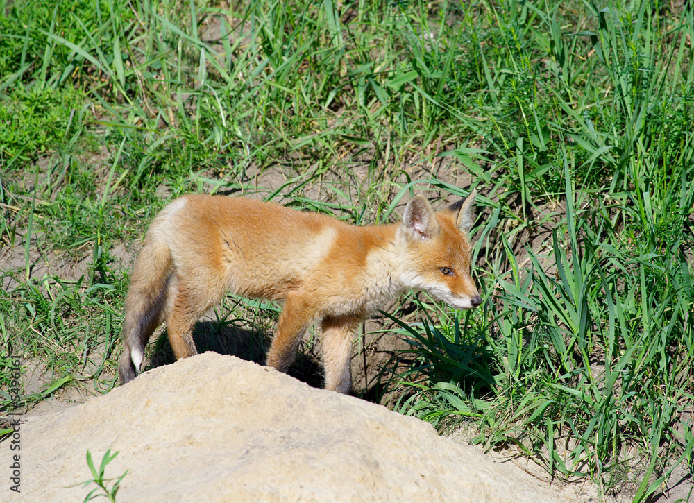 Red Fox ( Vulpes vulpes )