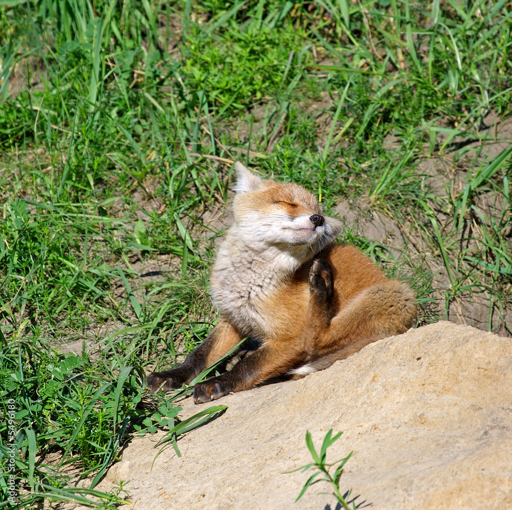 Fototapeta premium Red Fox ( Vulpes vulpes )
