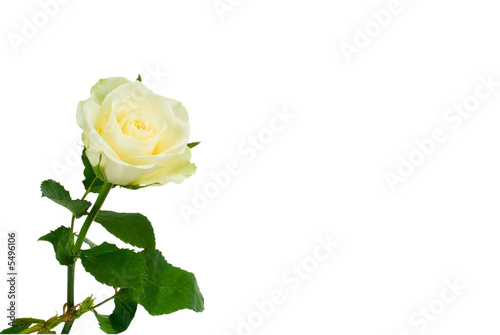 beautiful white rose
