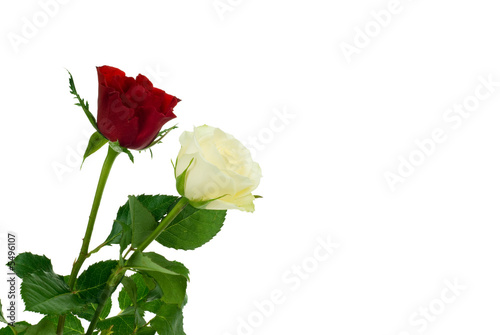 red and white rose