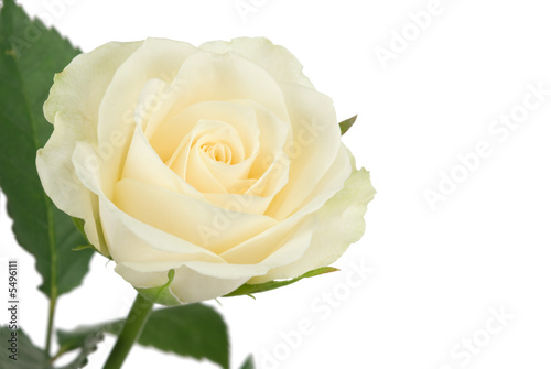 beautiful white rose