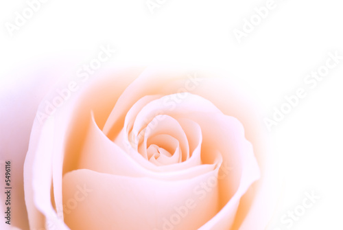 pink rose