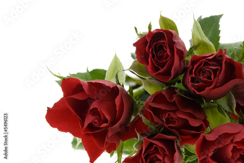 beautiful red roses