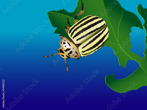  striped bug 