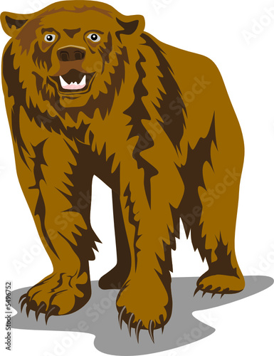 Brown bear