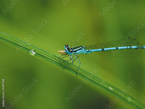 Dragonfly on a blade above a pond