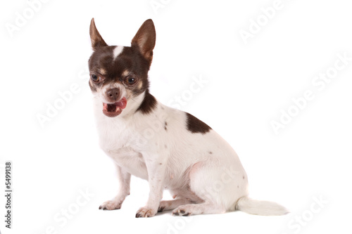 chihuahua