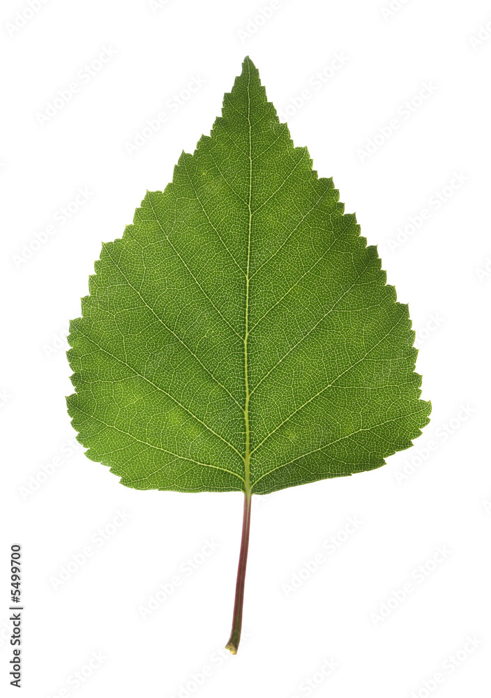 Fototapeta premium Birch leaf isolated on white