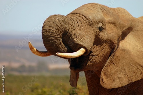 African Elephant Bull (Loxodonta africana)