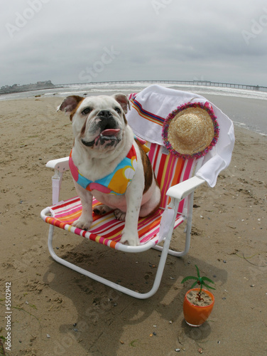 Bulldog at the Beach in a Bikini