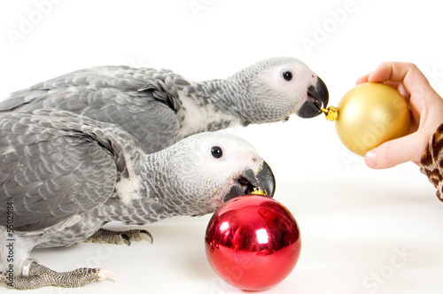 baby parrots playing with christmas balls photo