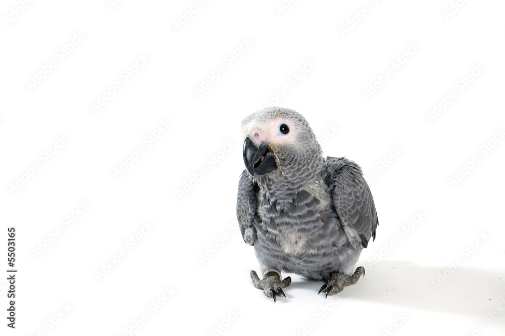 Fototapeta premium red tale parrot isolated on white