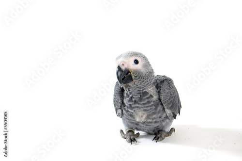 red tale parrot isolated on white