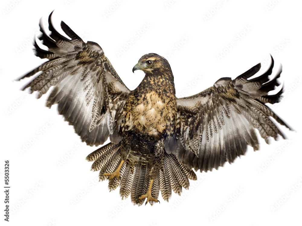 Fototapeta premium Young Black-chested Buzzard-eagle () - Geranoaetus melanoleucus