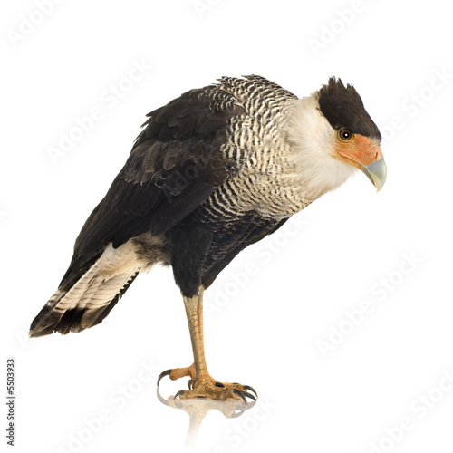 Southern Caracara (3 years) - Polyborus plancus photo