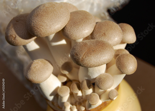 brown mushrooms growing out of a ceramic jar
