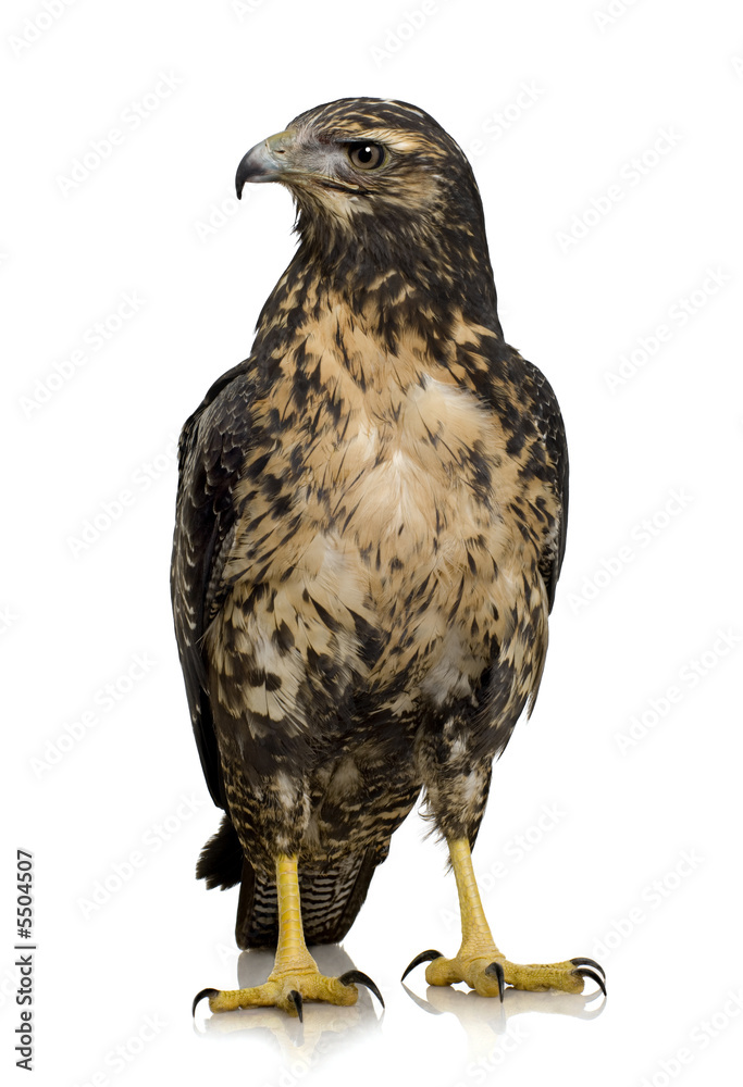 Fototapeta premium Young Black-chested Buzzard-eagle () - Geranoaetus melanoleucus