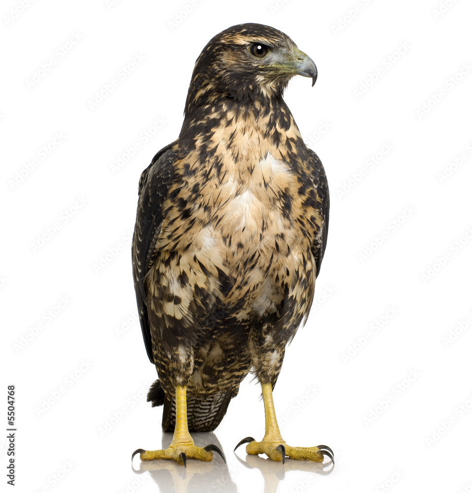 Obraz premium Young Black-chested Buzzard-eagle () - Geranoaetus melanoleucus