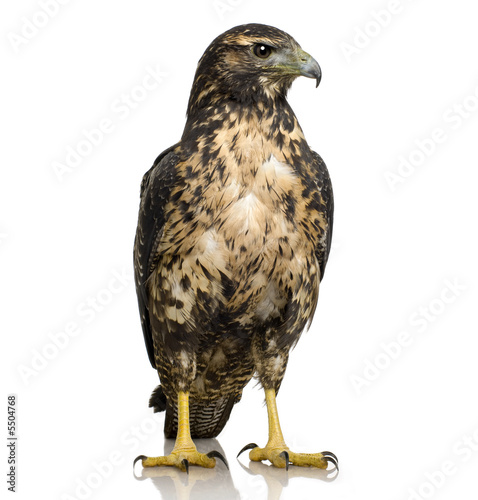 Young Black-chested Buzzard-eagle () - Geranoaetus melanoleucus