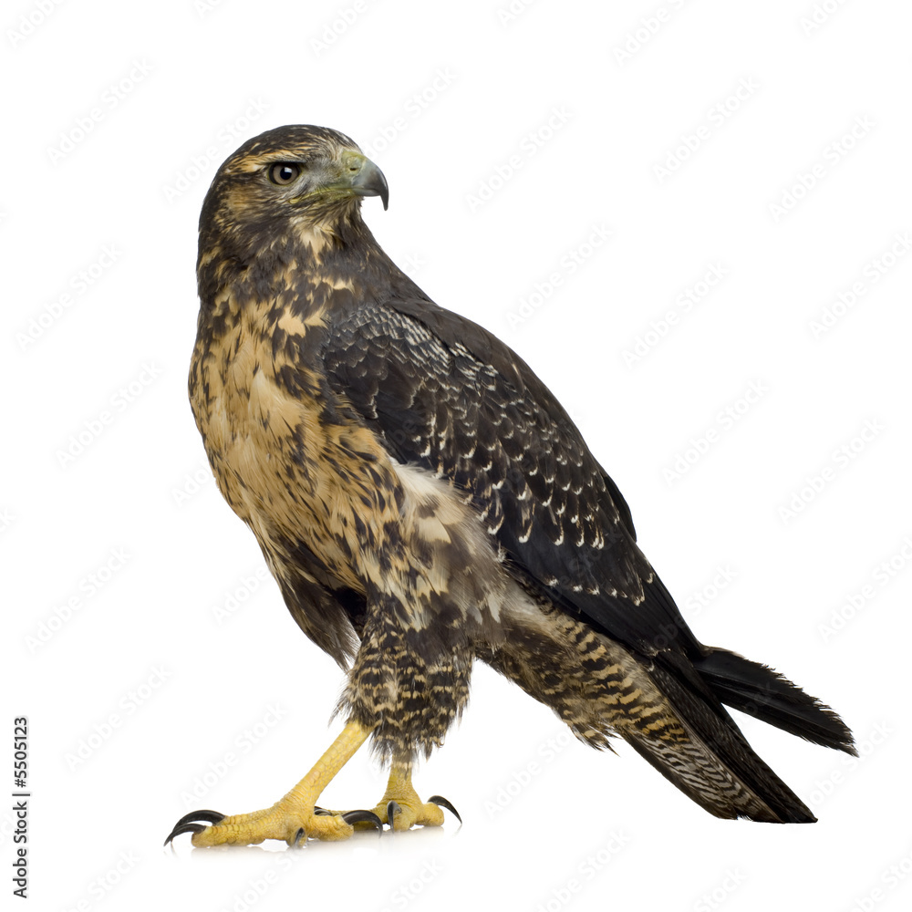Fototapeta premium Young Black-chested Buzzard-eagle () - Geranoaetus melanoleucus