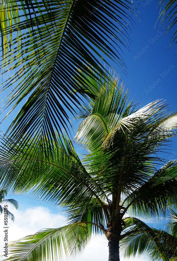 Fototapeta premium Palme