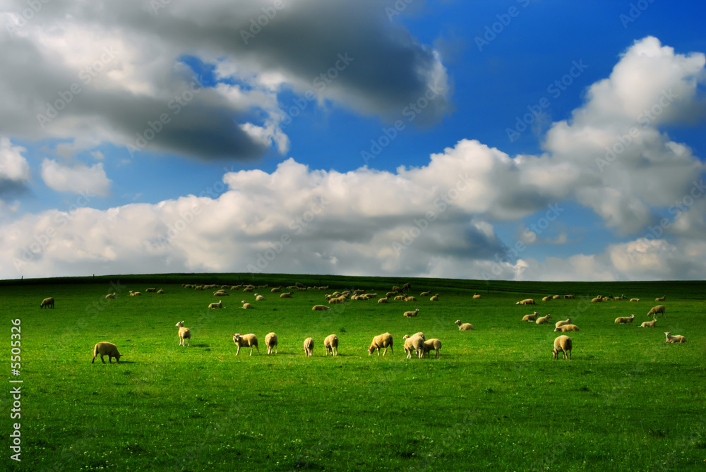 Obraz premium Sheep and green grass