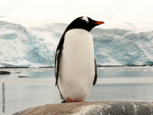 big gentoo penguin in antarctica