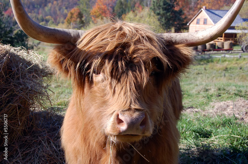 Highland Cow © nialat