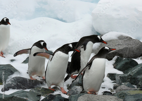 group of gentoo penguins traversing the rocks in antarctica.