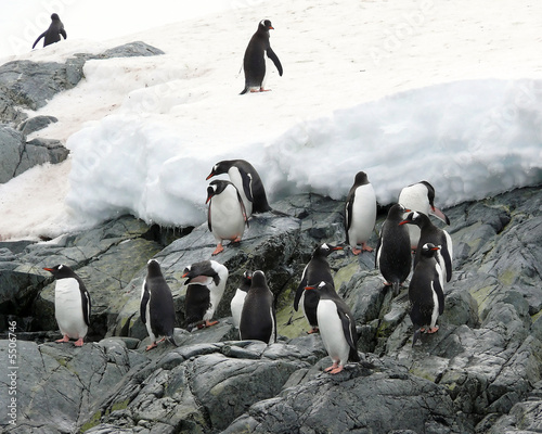 a group of gentoo penguins hanging out on rocks in antarctica.