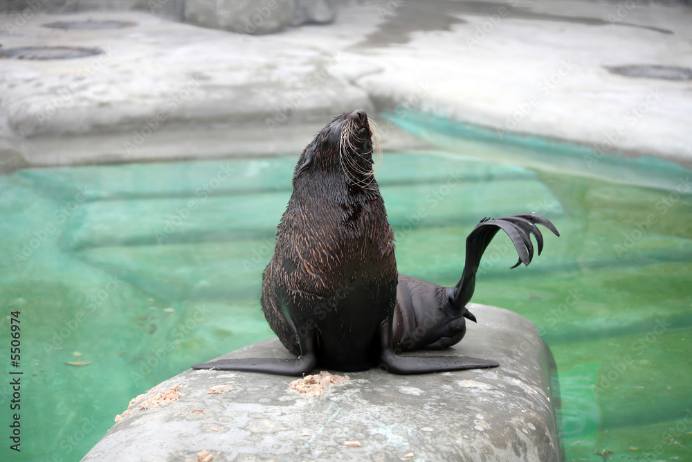 Fototapeta premium Photograph of marine cat in the Moscow zoo