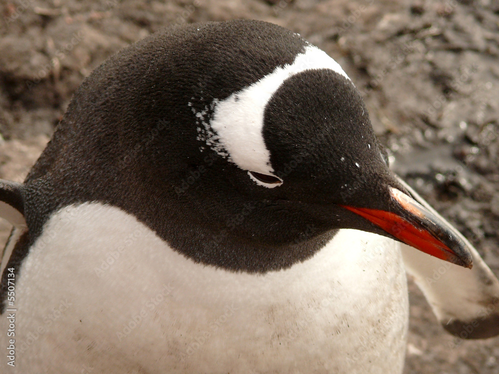 Naklejka premium gentoo penguin in antarctica