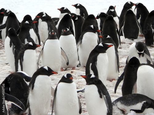 group of gentoo penguins in antarctica