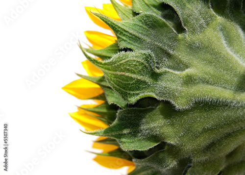 sunflower 5