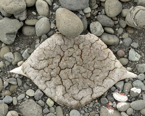 whale bone found on the beach in antarctica