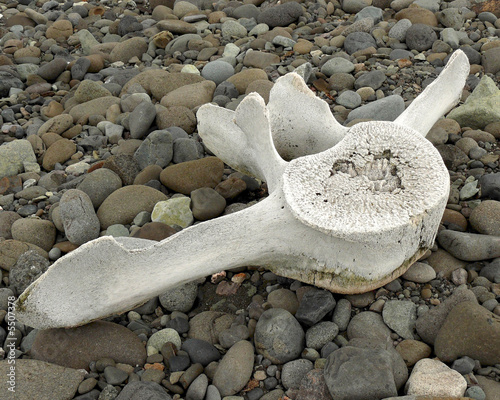 a bone from a whale vertebrae on a beach in antarctica.
