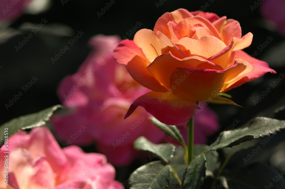 Fototapeta premium Rote Rose im Gegenlicht