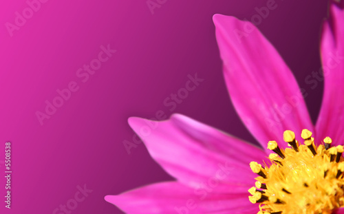Pink flower isolated on pink