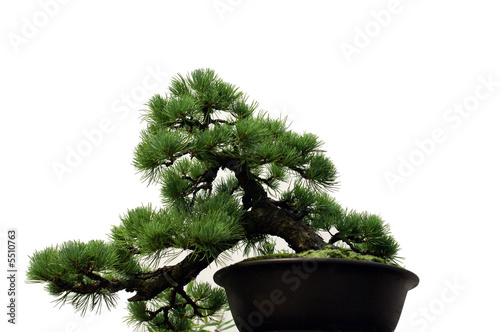 Bonsai