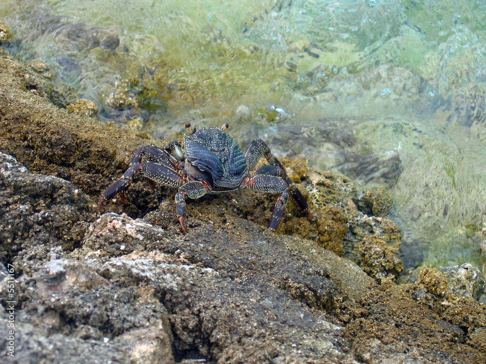 Granchio alle Maldive