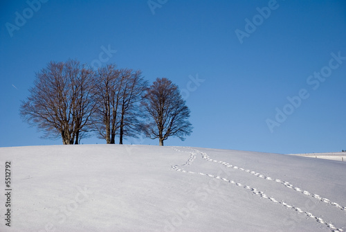 Bäume und Spuren im Schnee