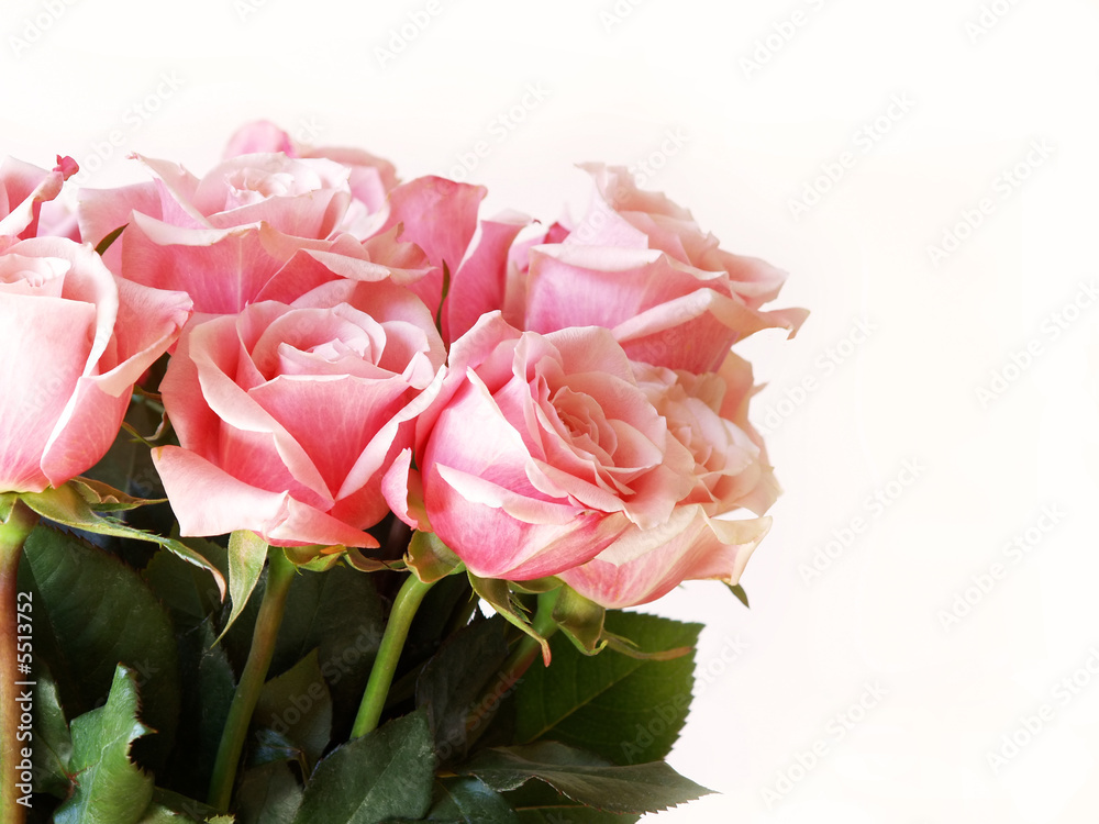 pink roses isolated on white for Valentine's Day