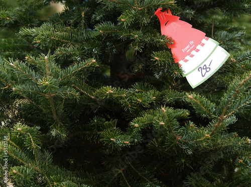 a price tag on a Fraser Fir Christmas tree