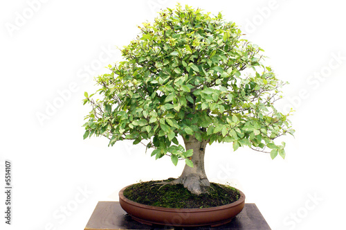 Bonsai