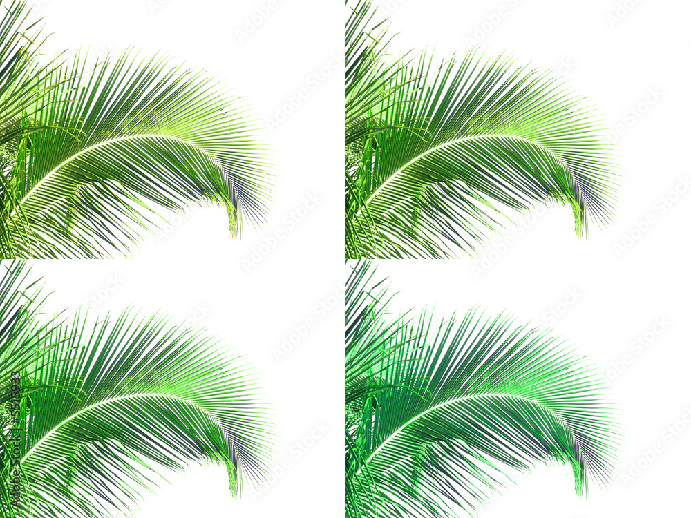 palmes