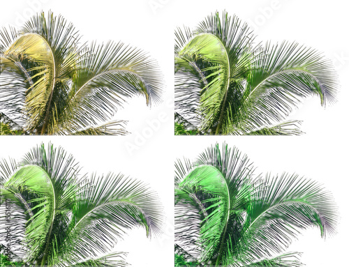 cocotier verts avec effets verre sur fond blanc