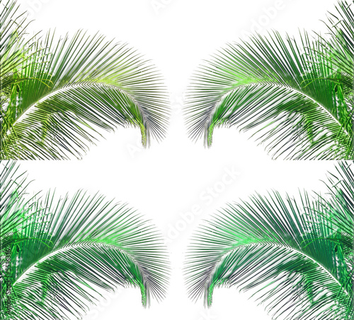 palmes vertes avec effets verre sur fonf blanc