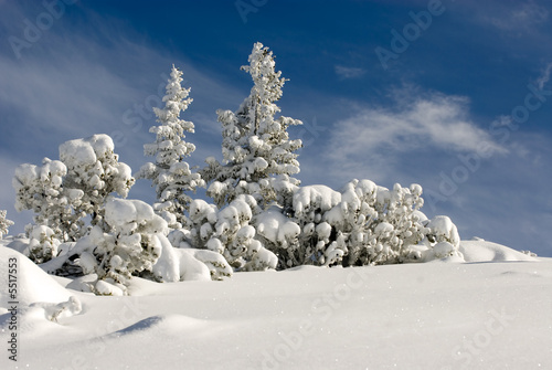 winter landscape with snowy fir tree