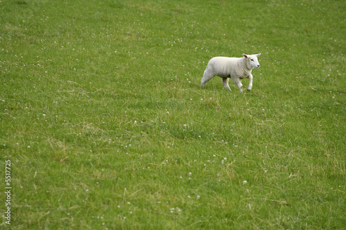 Lamb (room for text) © Lance Bellers