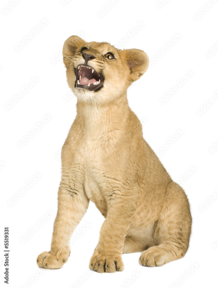 Obraz premium Lion Cub (5 months)